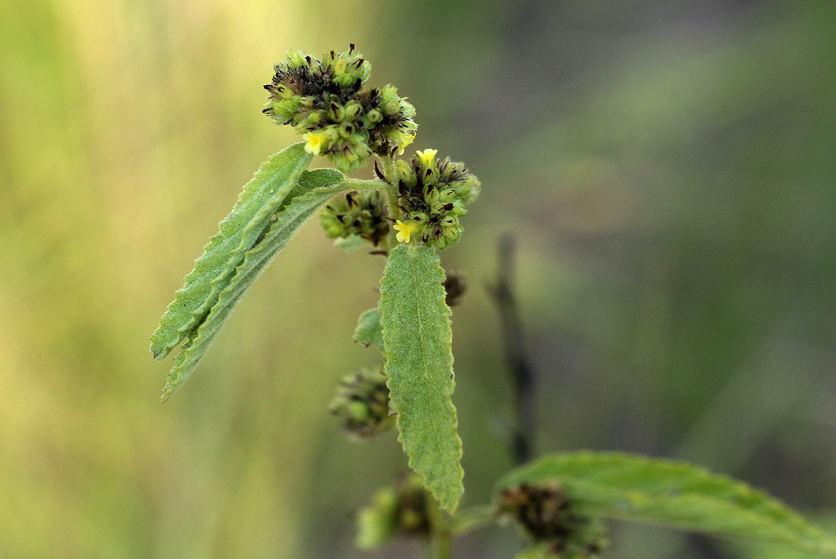 Waltheria indica Waltheria indica