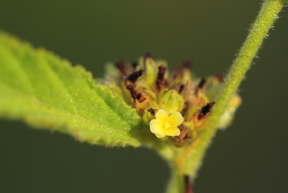 Waltheria indica Waltheria indica