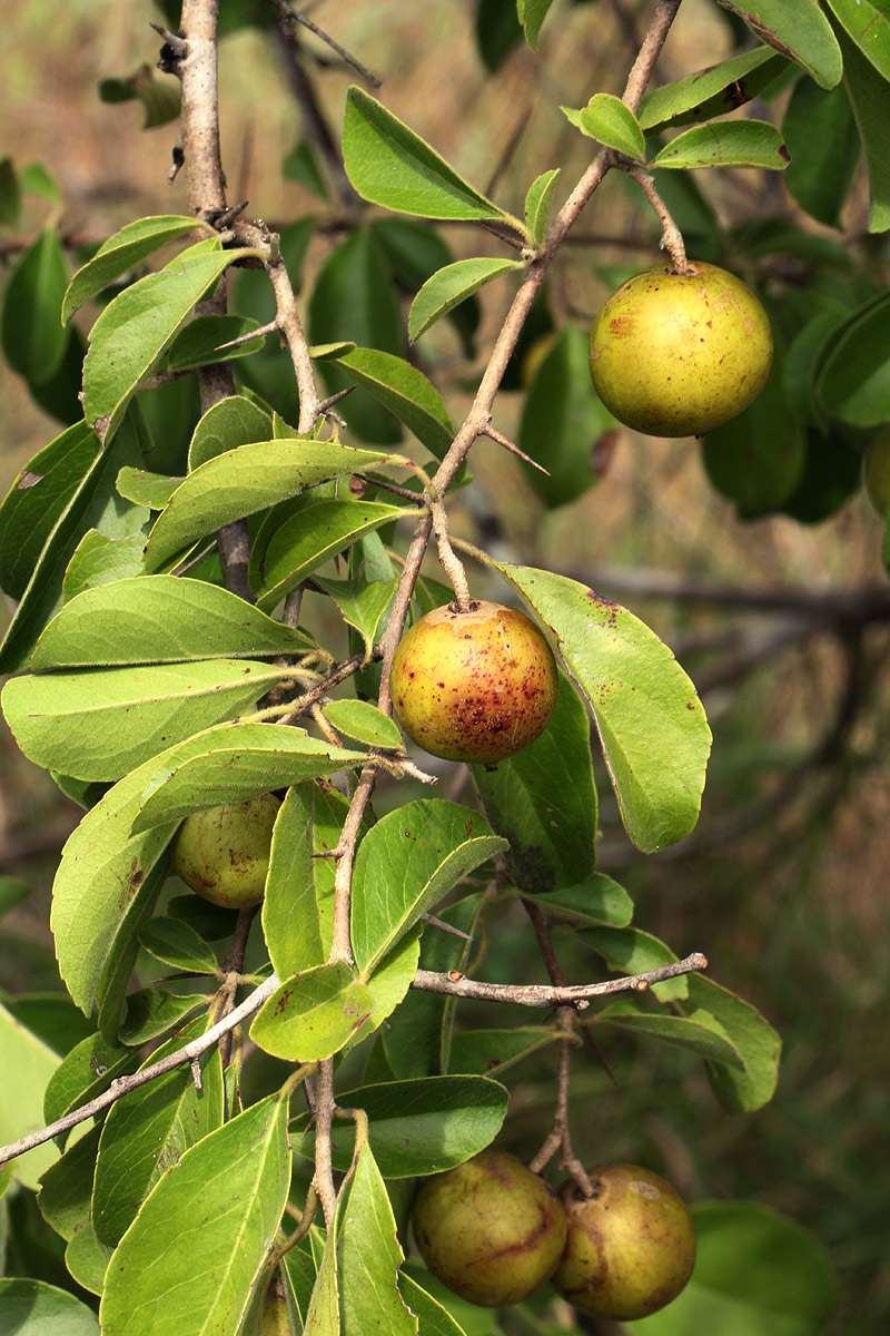 Flacourtia indica Flacourtia indica