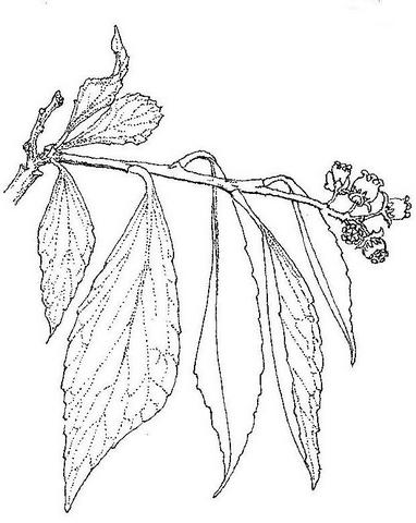 Flacourtia indica Flacourtia indica