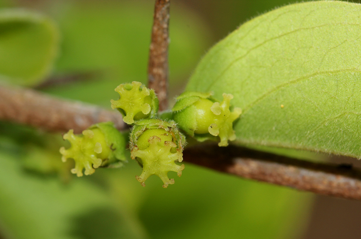 Flacourtia indica Flacourtia indica