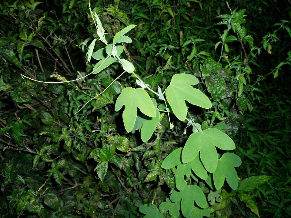 Passiflora subpeltata Passiflora subpeltata