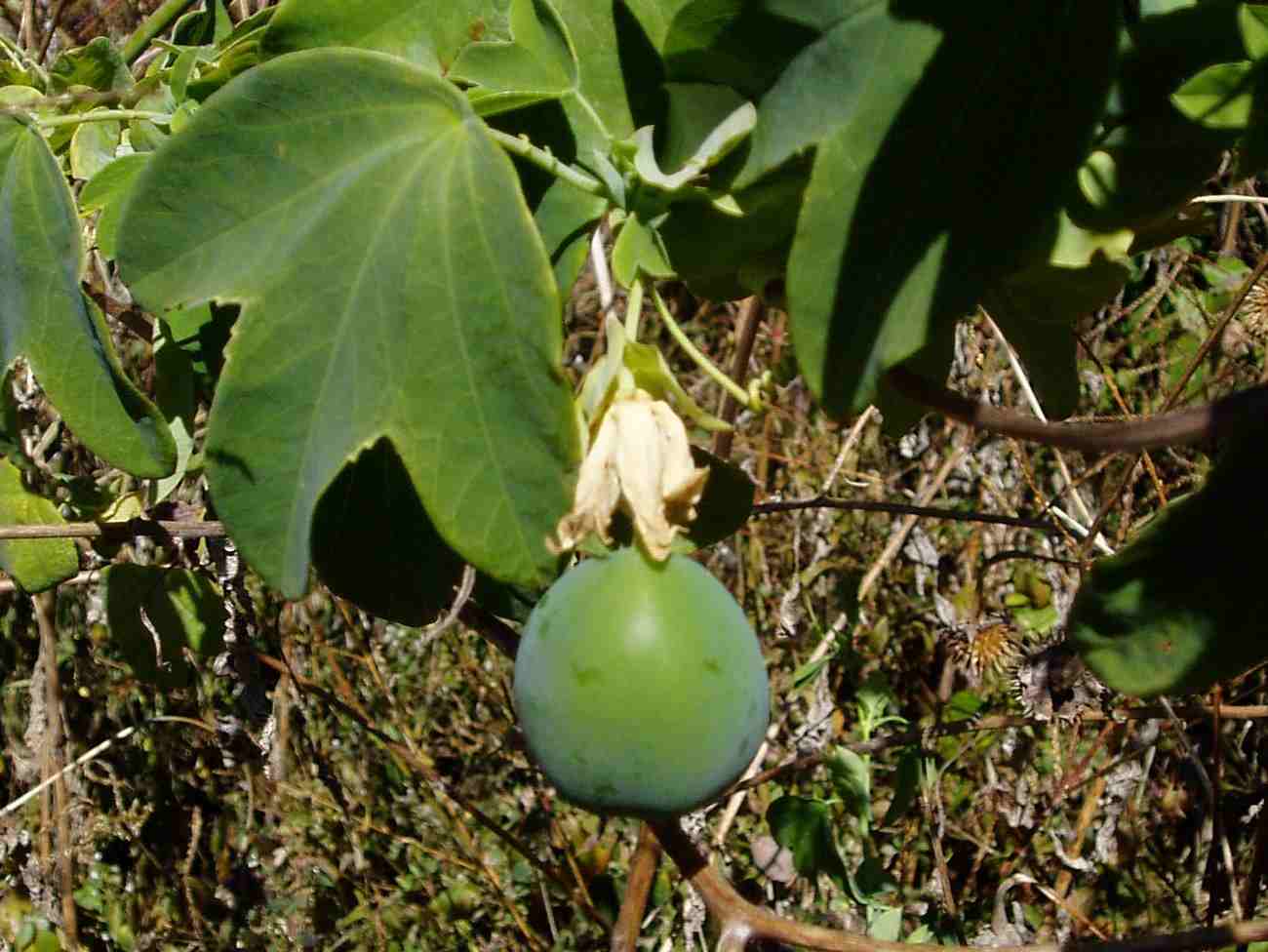 Passiflora subpeltata Passiflora subpeltata