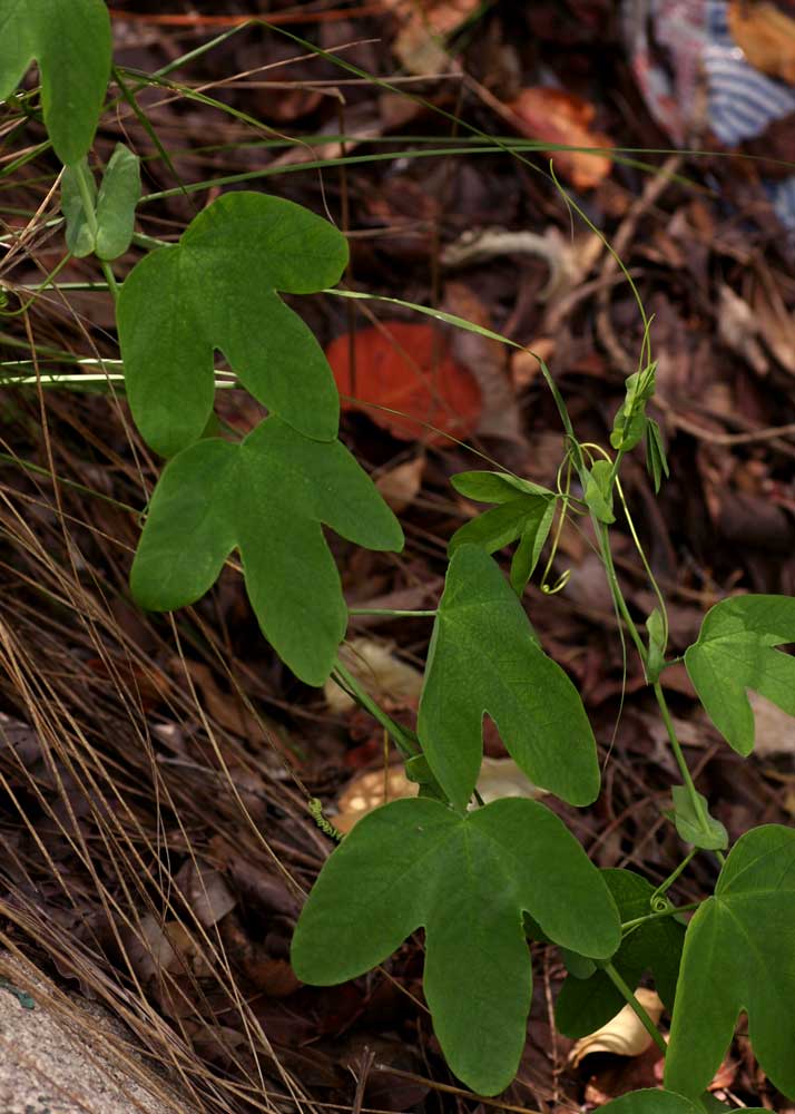 Passiflora subpeltata Passiflora subpeltata