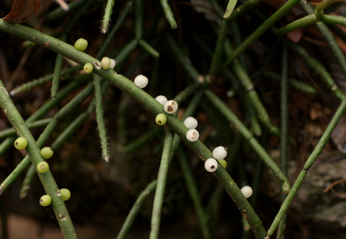 Rhipsalis baccifera Rhipsalis baccifera