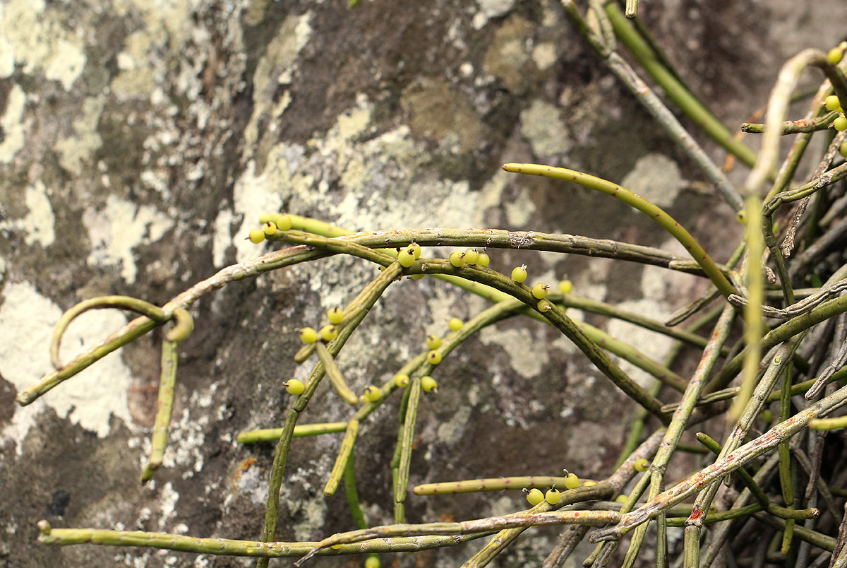 Rhipsalis baccifera Rhipsalis baccifera