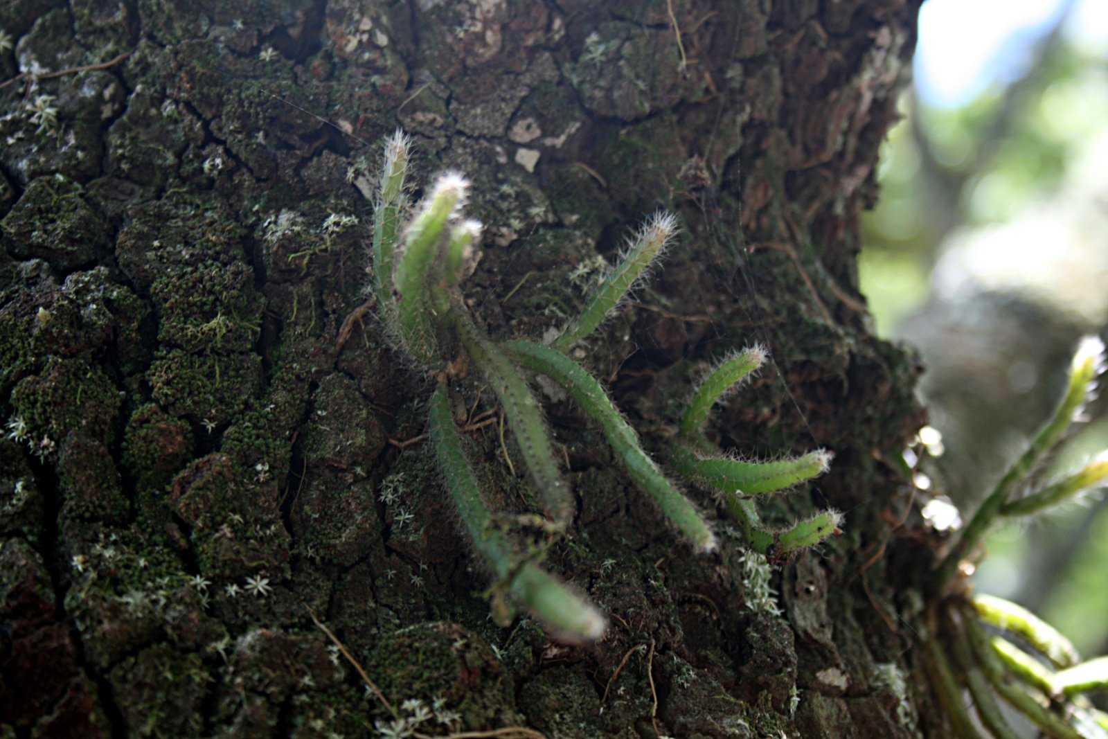Rhipsalis baccifera Rhipsalis baccifera