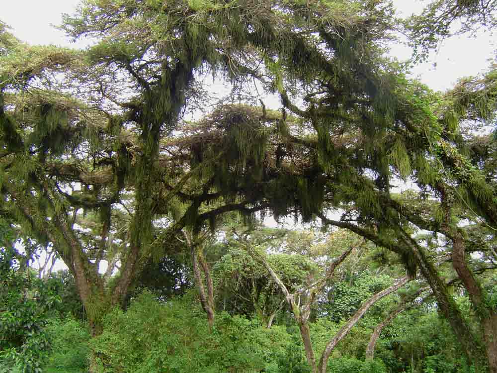 Rhipsalis baccifera