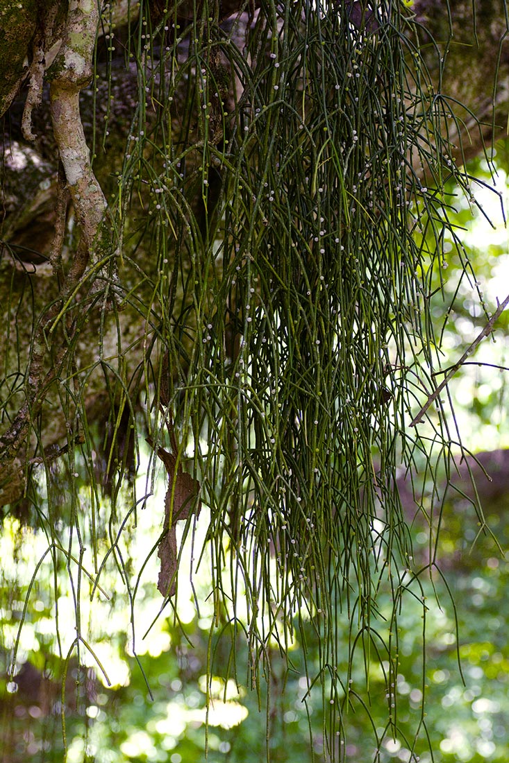 Rhipsalis baccifera