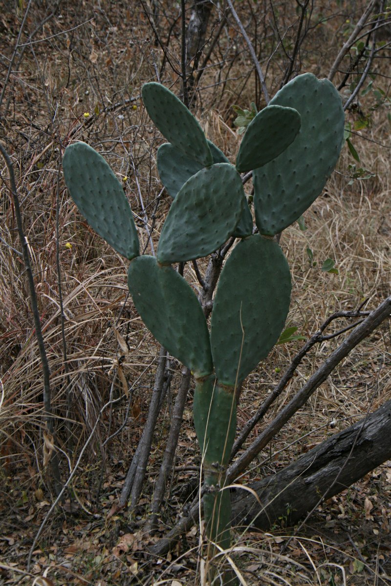 Opuntia ficus-indica Opuntia ficus-indica