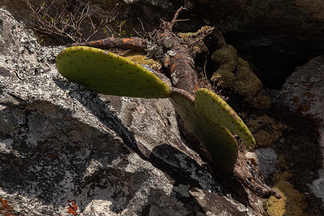 Opuntia ficus-indica