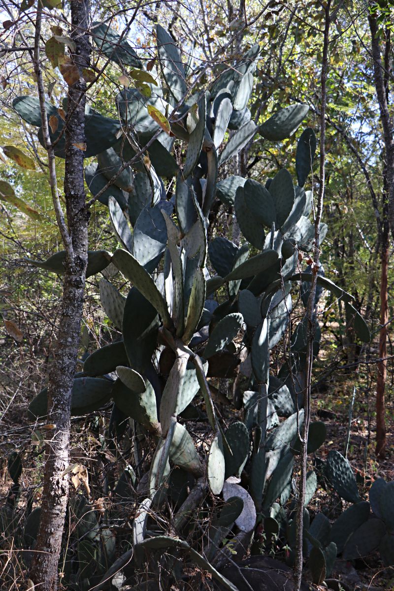 Opuntia ficus-indica Opuntia ficus-indica