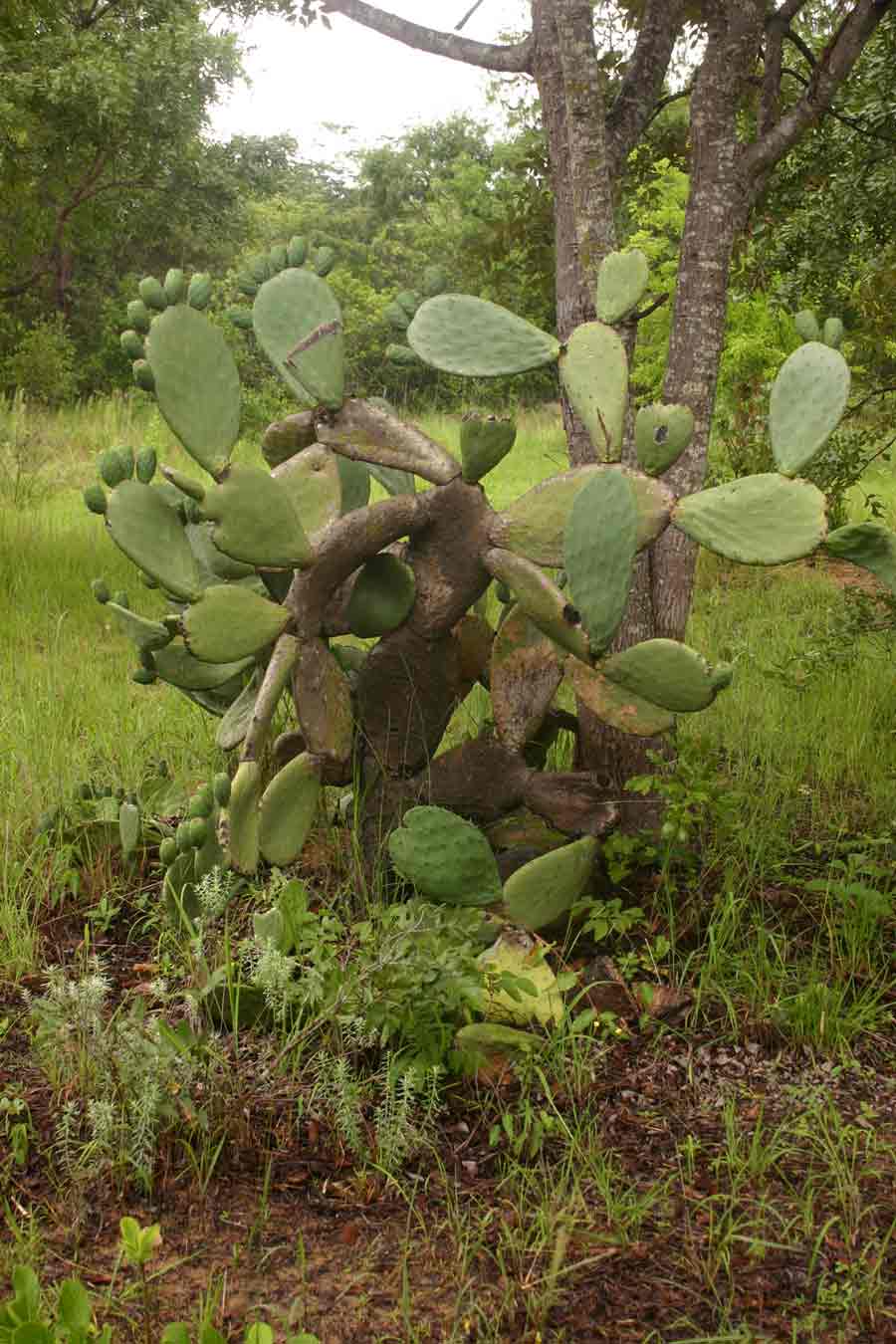 Opuntia ficus-indica Opuntia ficus-indica