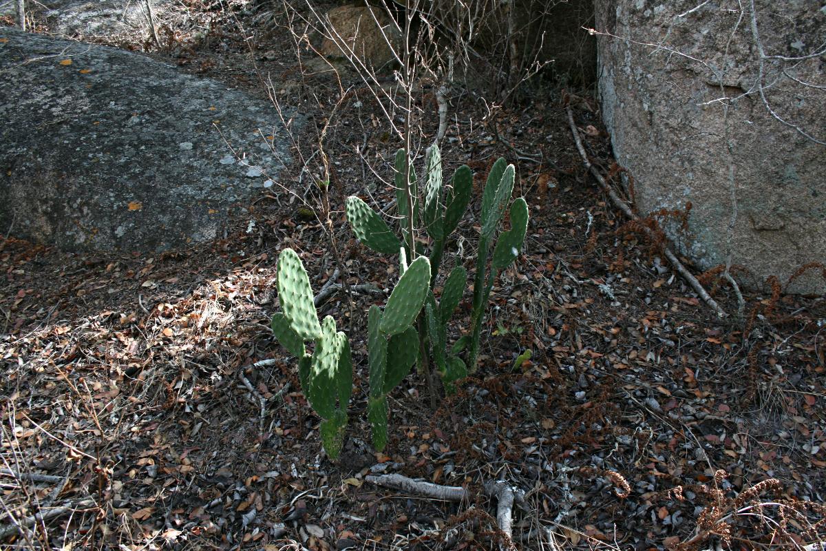 Opuntia ficus-indica