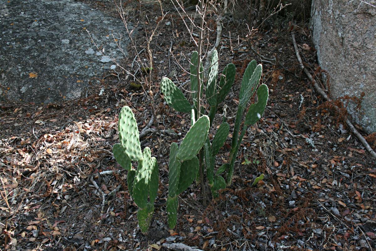 Opuntia ficus-indica Opuntia ficus-indica