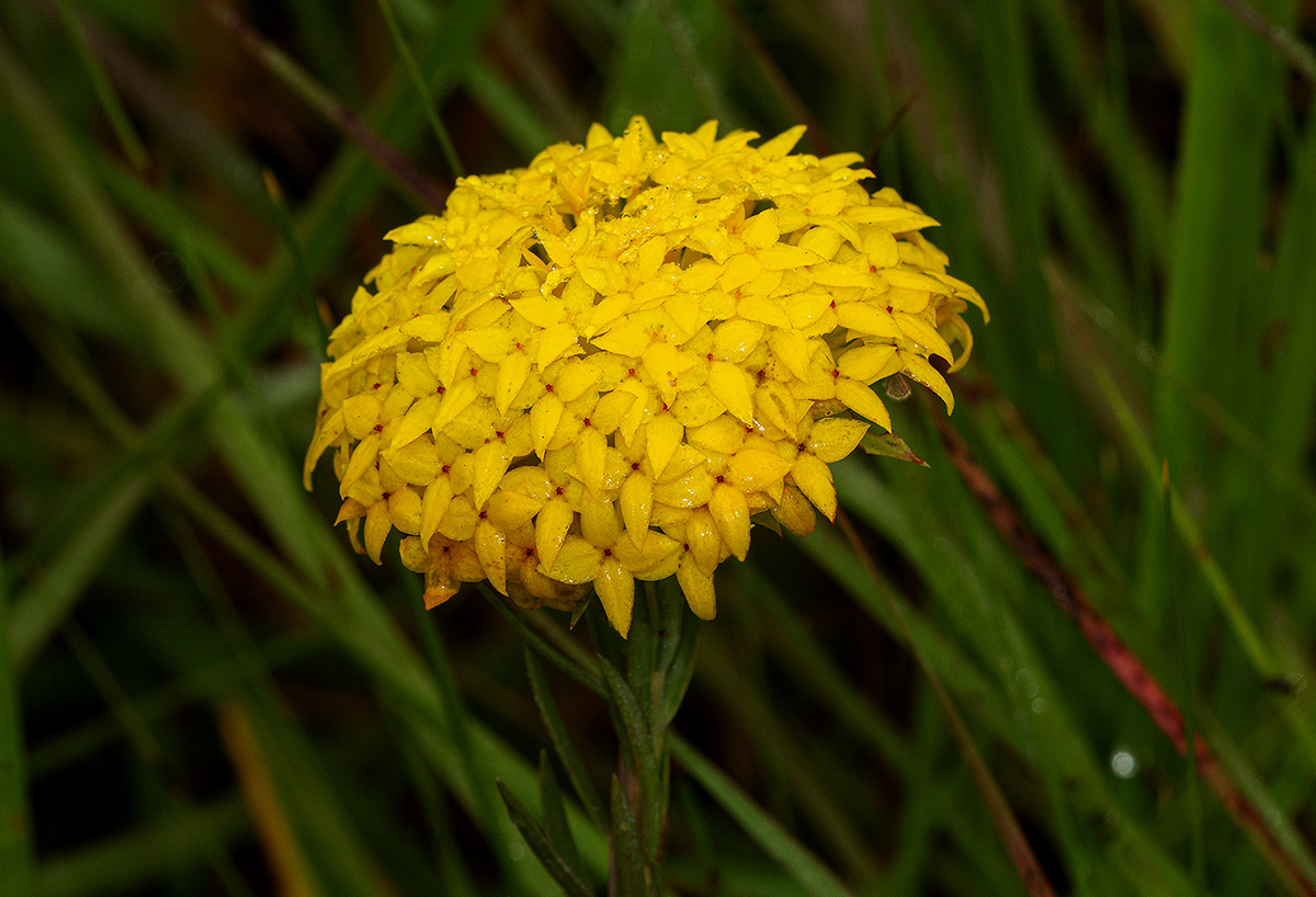Gnidia chrysantha Gnidia chrysantha