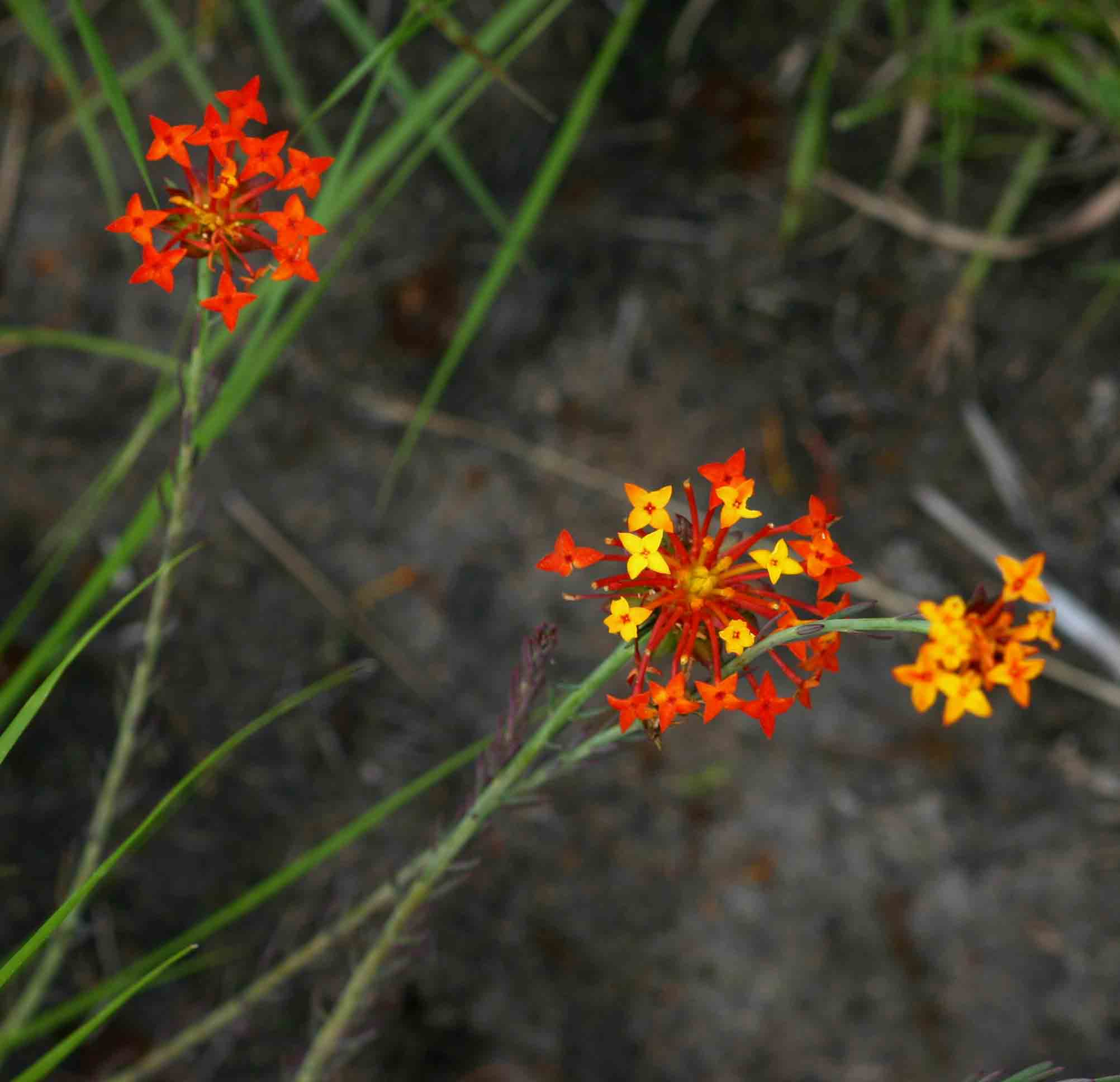 Gnidia chrysantha Gnidia chrysantha