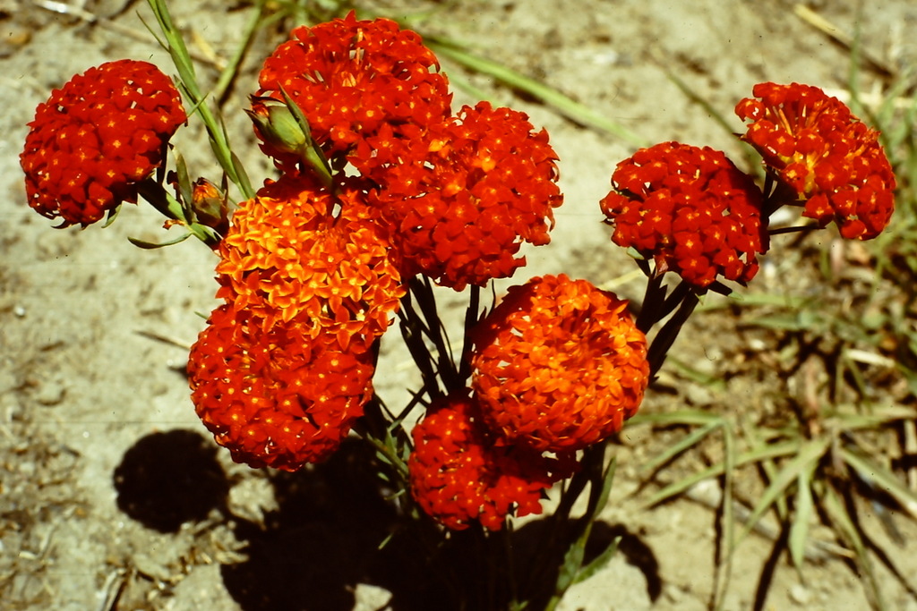 Gnidia chrysantha Gnidia chrysantha