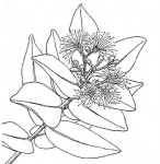 Syzygium cordatum subsp. cordatum