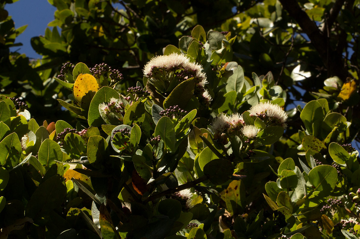 Syzygium cordatum subsp. cordatum Syzygium cordatum subsp. cordatum