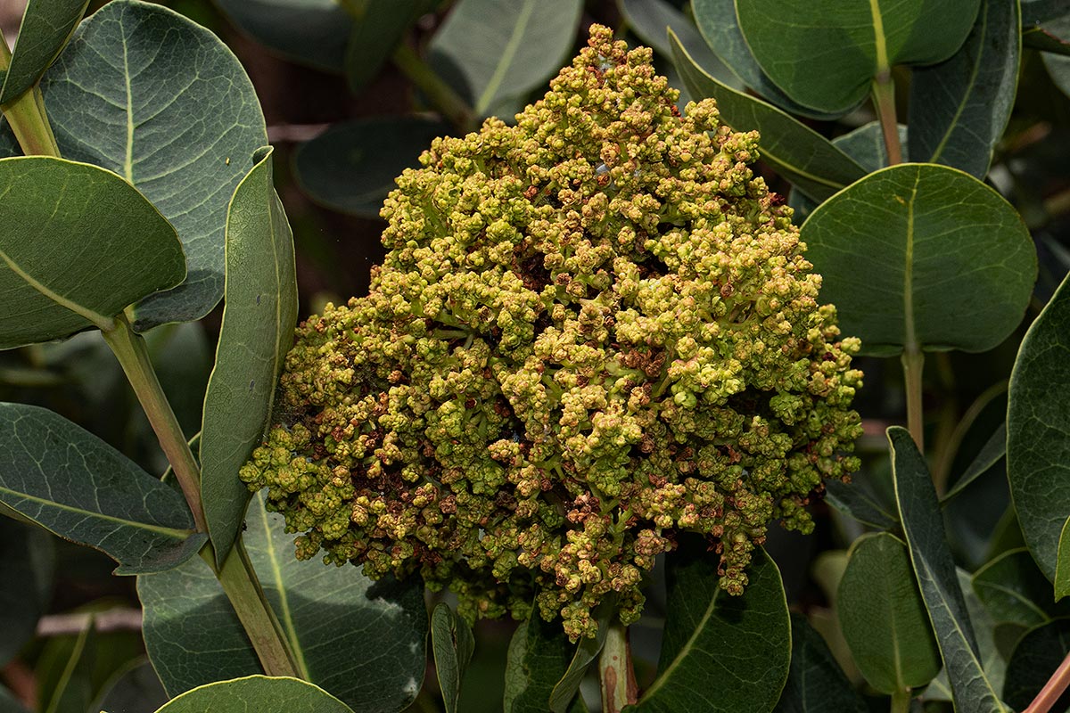 Syzygium cordatum subsp. cordatum Syzygium cordatum subsp. cordatum