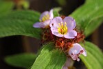 Antherotoma naudinii