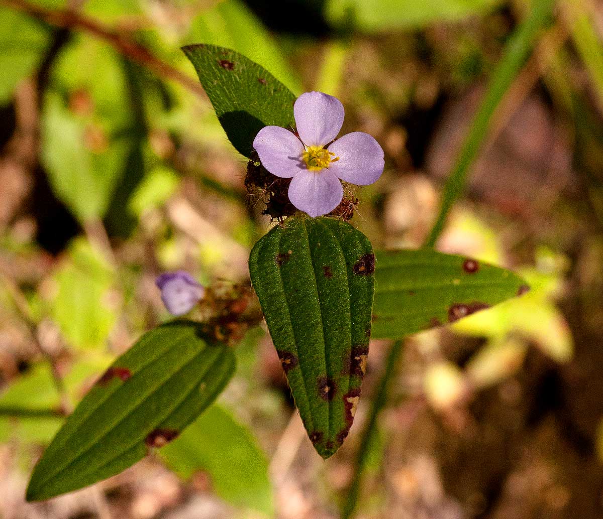Antherotoma naudinii Antherotoma naudinii