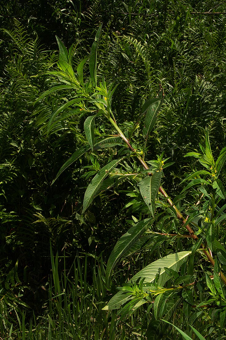 Ludwigia abyssinica