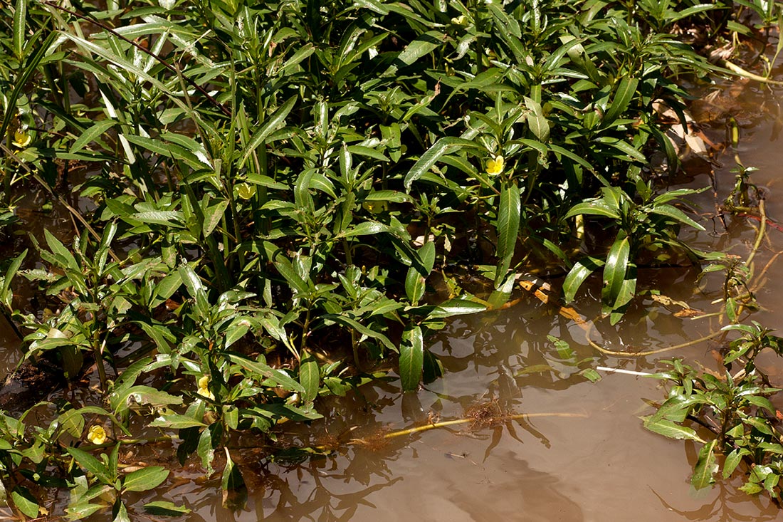 Ludwigia adscendens subsp. diffusa