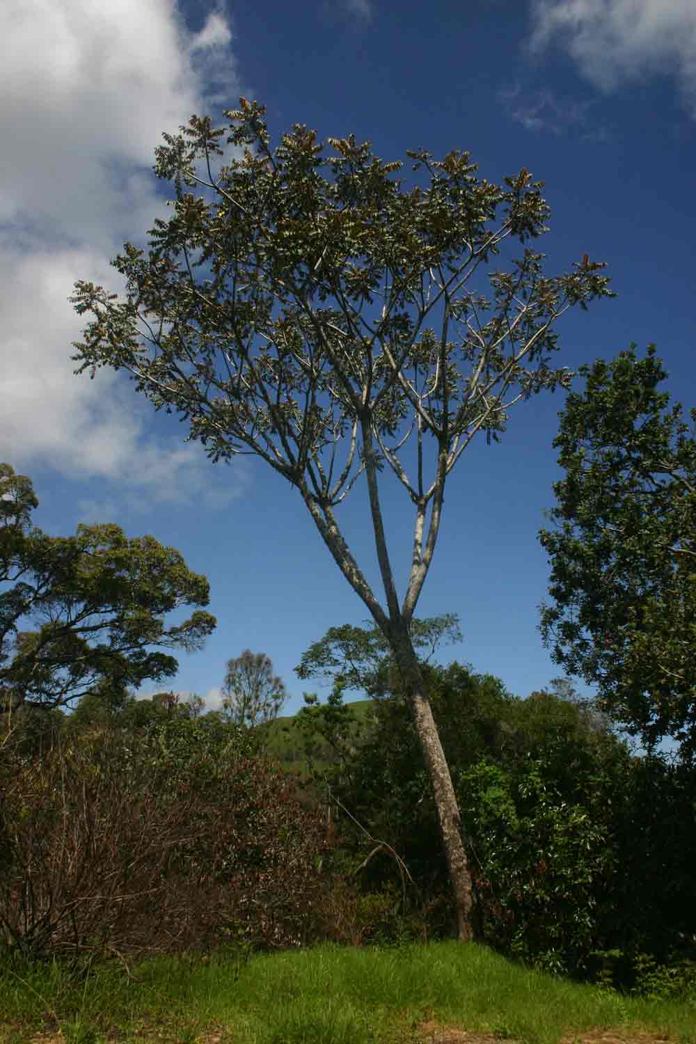 Polyscias fulva Polyscias fulva