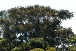 Polyscias fulva