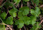 Hydrocotyle mannii