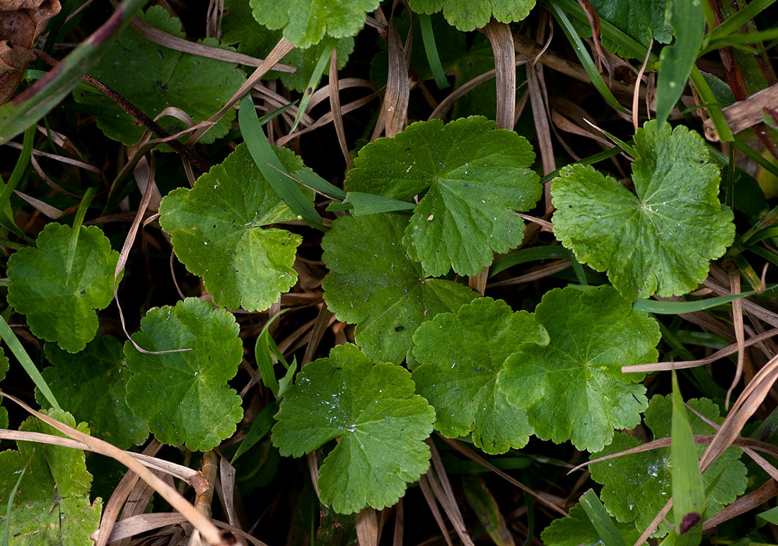 Hydrocotyle mannii Hydrocotyle mannii