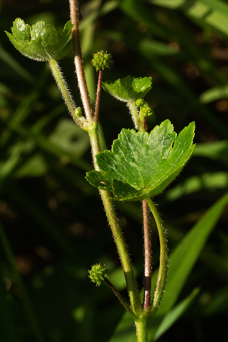 Hydrocotyle mannii Hydrocotyle mannii