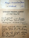 Alangium chinense