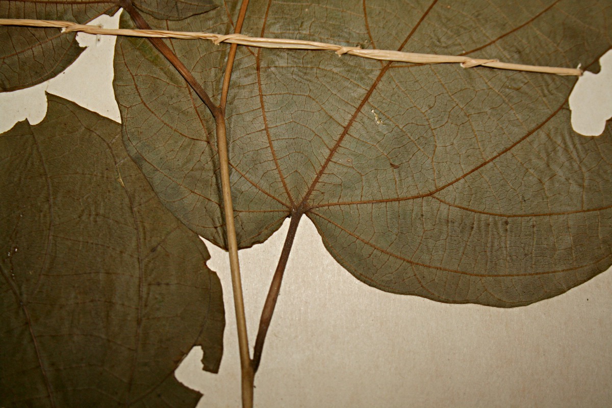 Alangium chinense