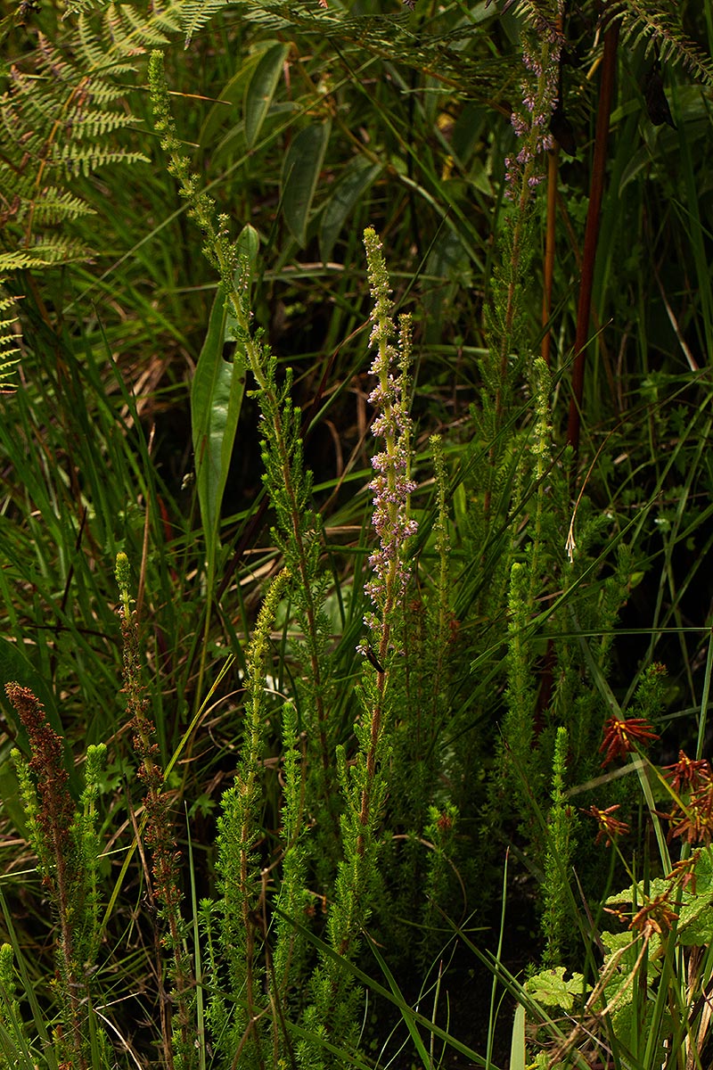 Erica silvatica
