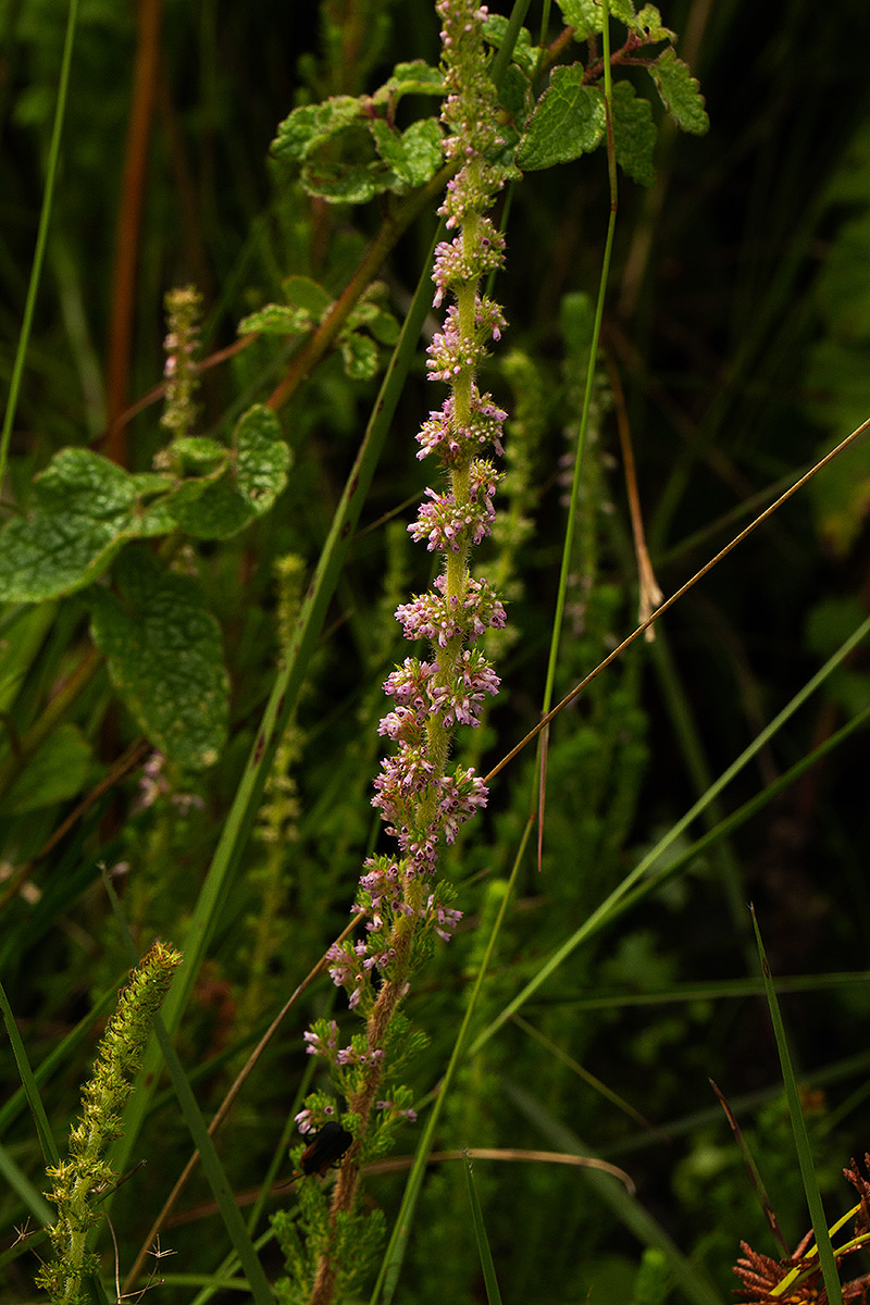 Erica silvatica