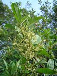 Maesa lanceolata subsp. lanceolata