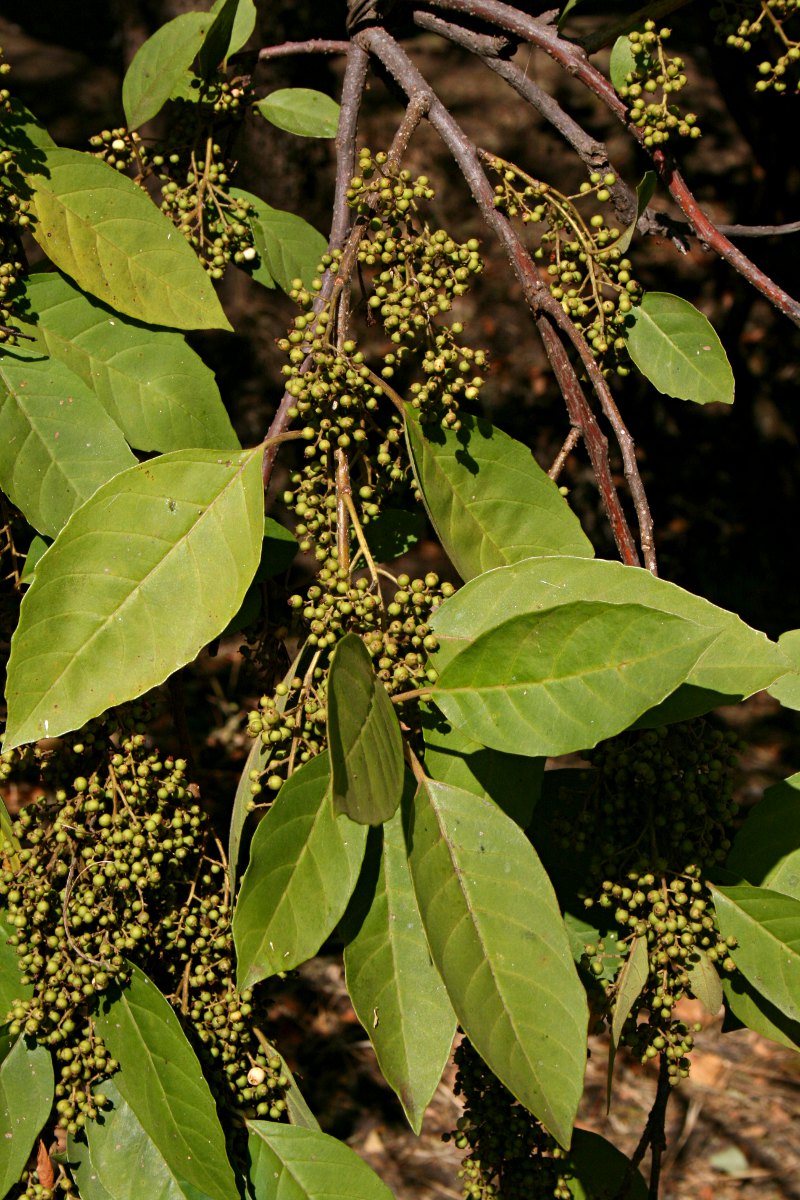 Maesa lanceolata subsp. lanceolata Maesa lanceolata subsp. lanceolata