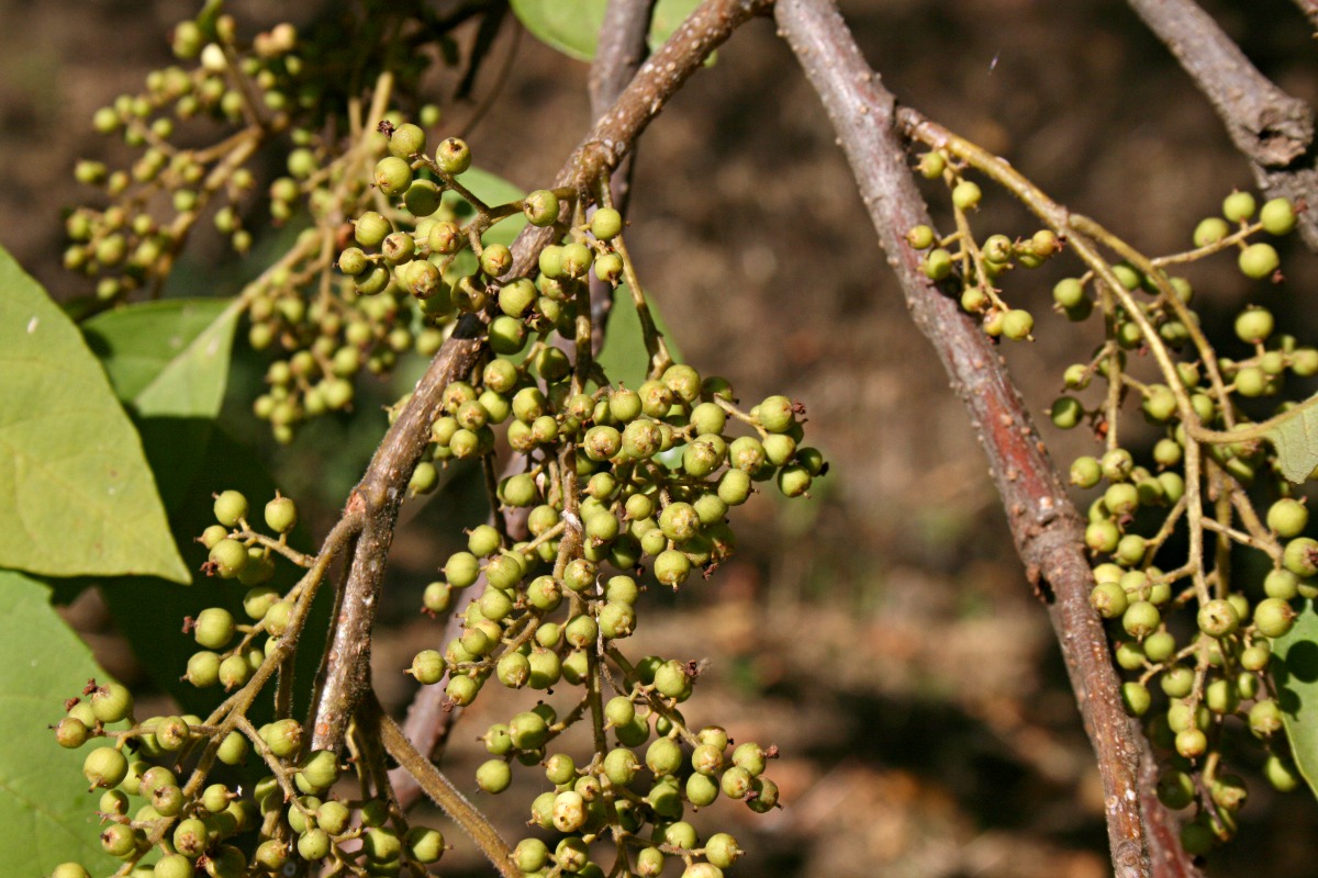 Maesa lanceolata subsp. lanceolata Maesa lanceolata subsp. lanceolata