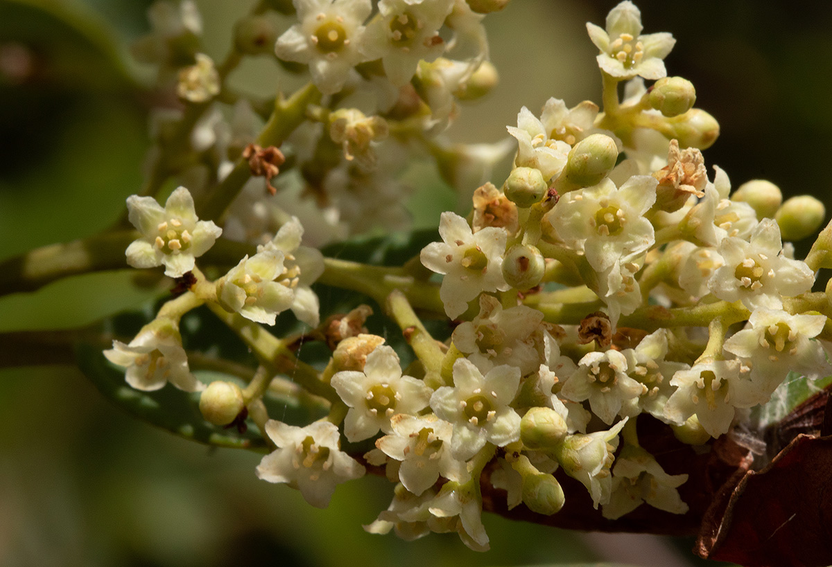 Maesa lanceolata subsp. lanceolata Maesa lanceolata subsp. lanceolata