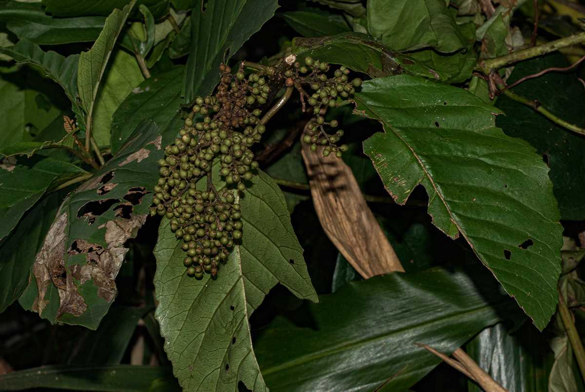 Maesa lanceolata subsp. lanceolata Maesa lanceolata subsp. lanceolata