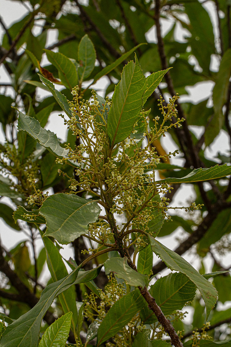 Maesa lanceolata subsp. lanceolata Maesa lanceolata subsp. lanceolata