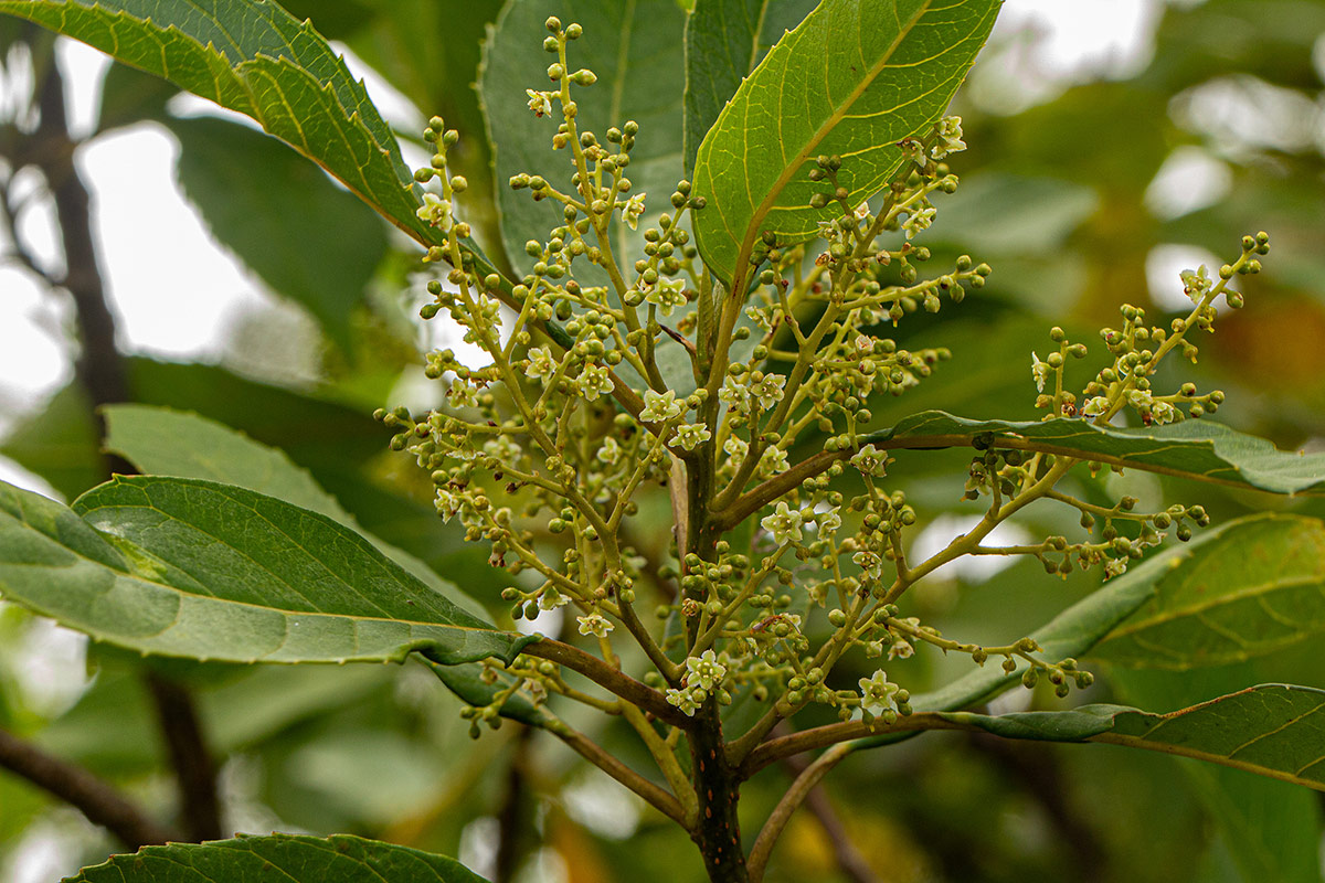 Maesa lanceolata subsp. lanceolata Maesa lanceolata subsp. lanceolata