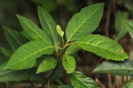 Maesa lanceolata subsp. lanceolata