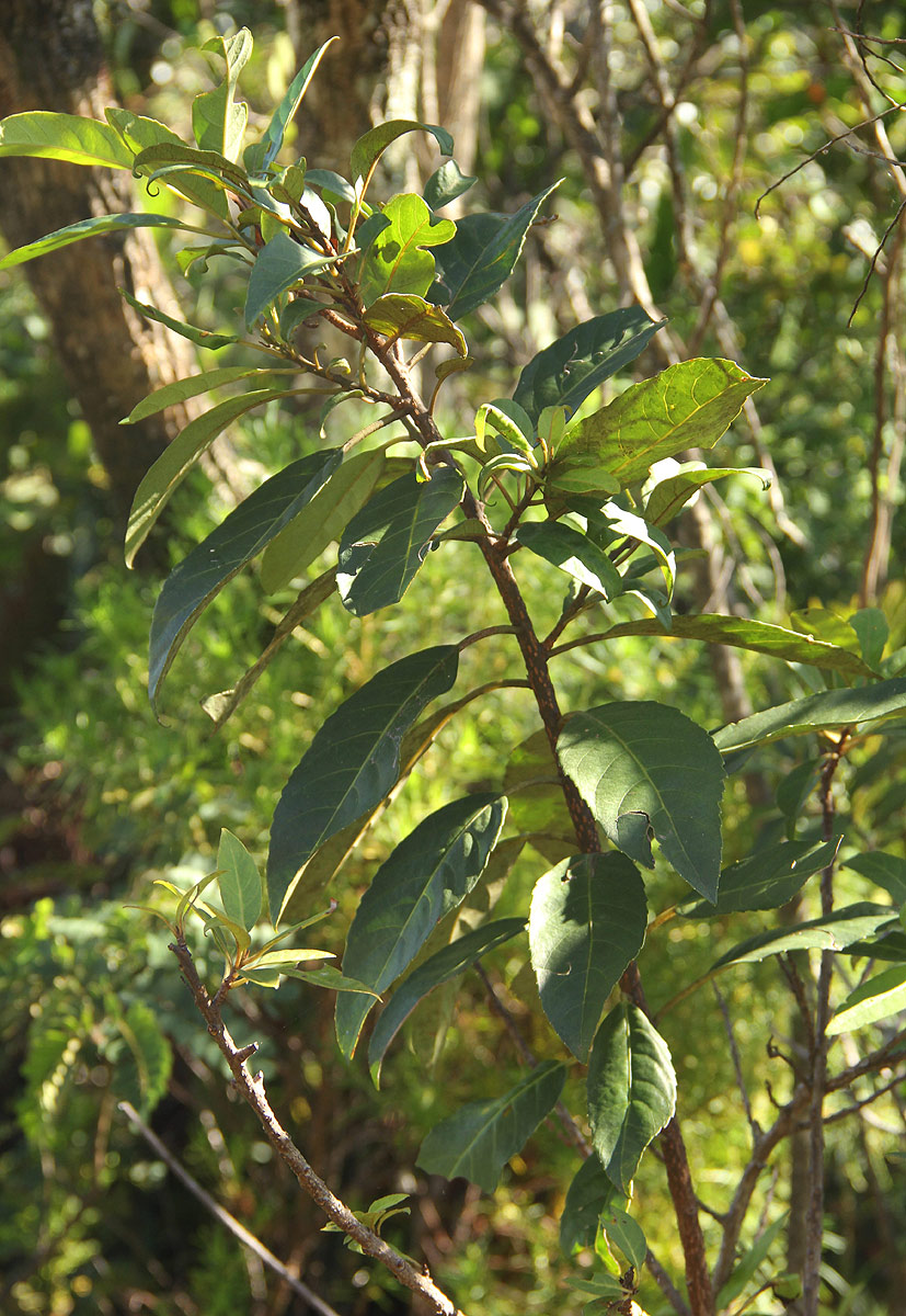 Maesa lanceolata subsp. lanceolata Maesa lanceolata subsp. lanceolata