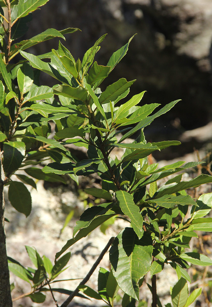 Maesa lanceolata subsp. lanceolata Maesa lanceolata subsp. lanceolata