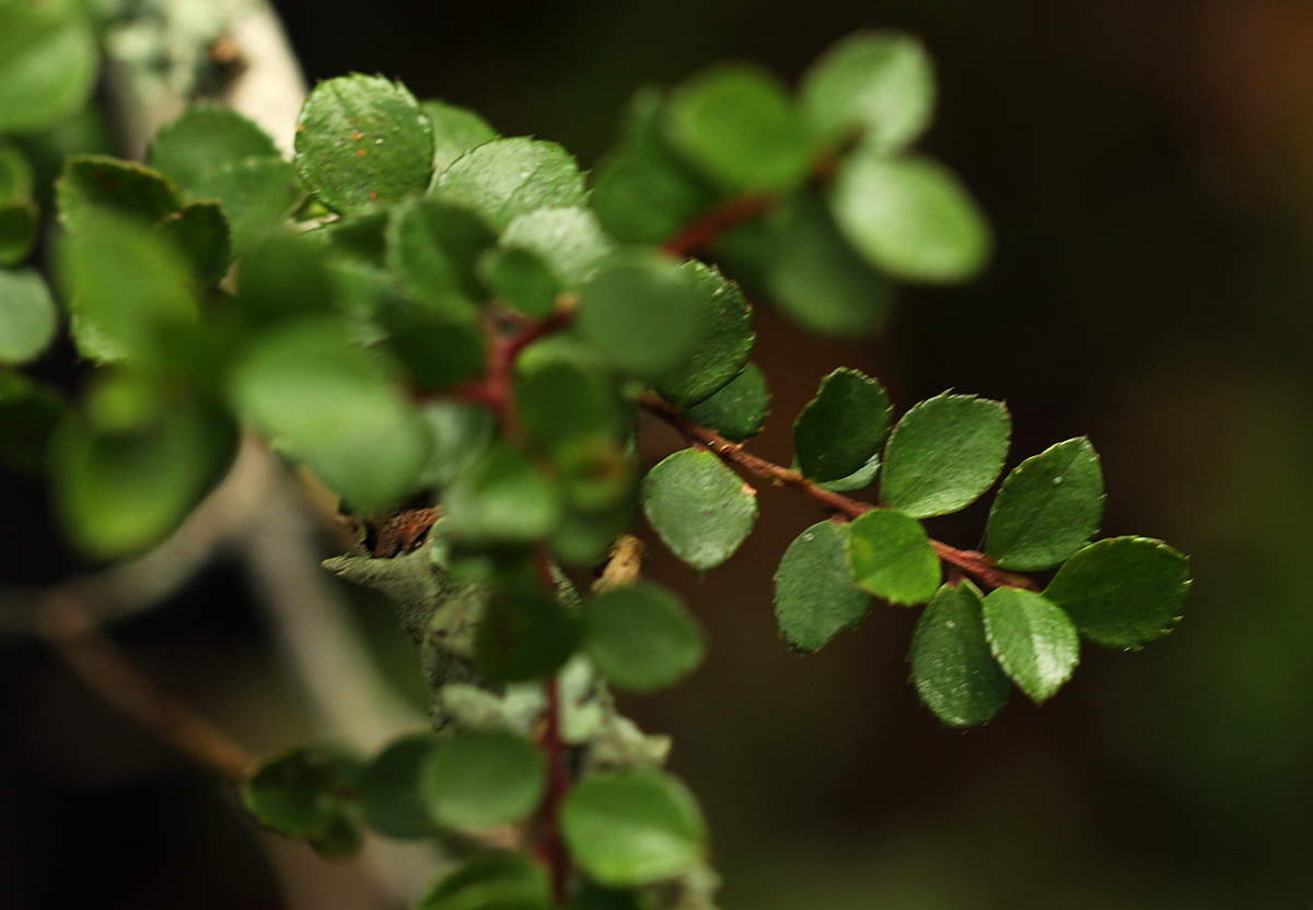 Myrsine africana