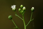 Samolus valerandi var. valerandi